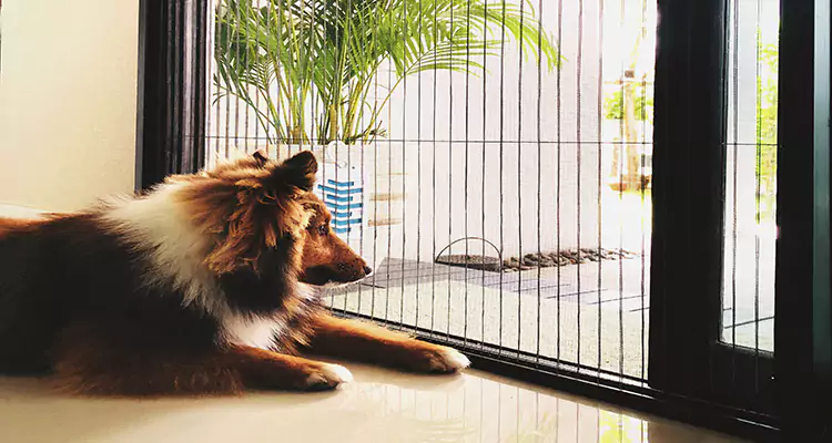 Sliding Screen Pet Door Repair in Tampa, FL