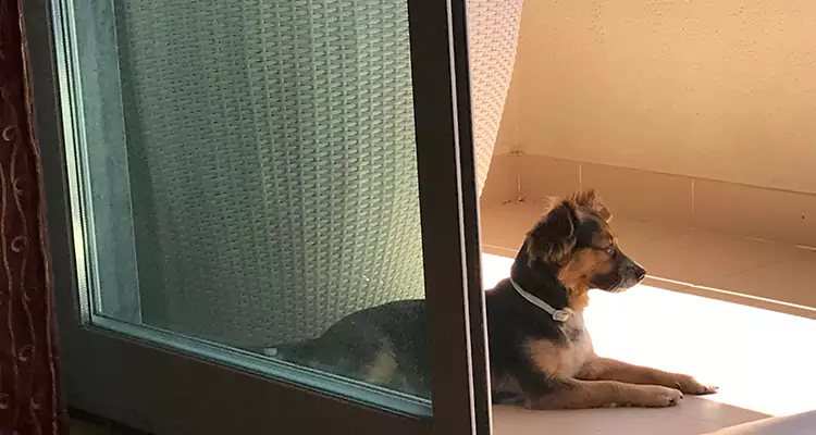 French Door Pet Screen Repair in Tampa, FL